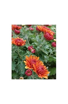 Une sélection de beaux Chrysanthèmes résistants pour le jardin