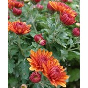 Chrysanthèmes