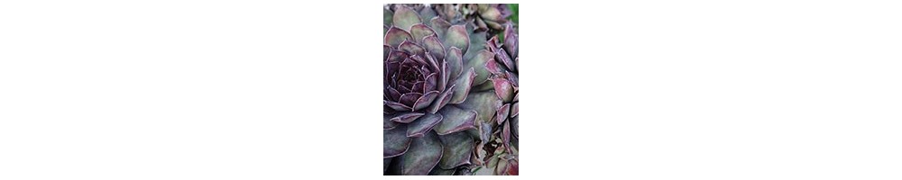 Toutes les joubarbes à planter en pots, en terre ou dans les murs 