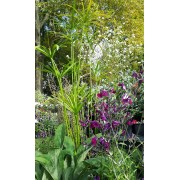 Mon jardin