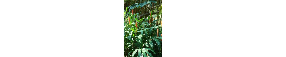 Quelles plantes vivaces choisir pour un sol riche et humifère?