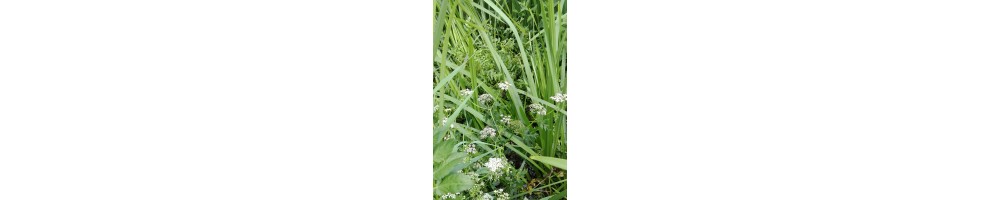 Quelles plantes vivaces choisir pour un sol humide?