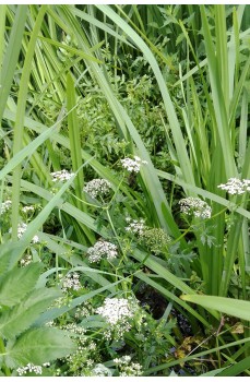 Quelles plantes vivaces choisir pour un sol humide?
