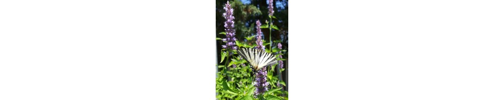 Plantes pour attirer les pollinisateurs - Choix et achat en ligne