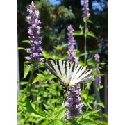 Toutes les plantes mellifères 