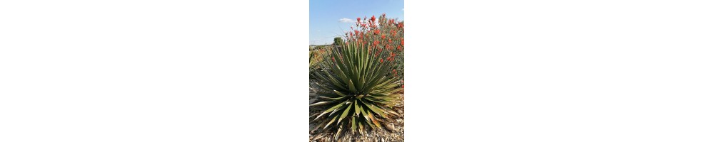 Trouver des cactus qui résistent au gel.
