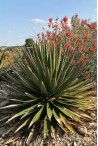 Trouver des cactus qui résistent au gel.