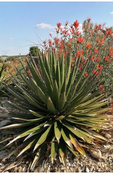 Trouver des cactus qui résistent au gel.
